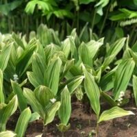 Canvallaria majalis ‘Albostriata’