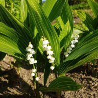 Canvallaria majalis ‘Albostriata’