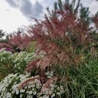 Miscanthus sinensis ‘Makramee’