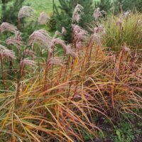 Miscanthus sinensis ‘Makramee’