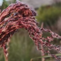 Miscanthus sinensis ‘Makramee’