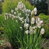 Iris sibirica ‘Alba’