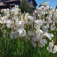 Iris sibirica ‘Alba’