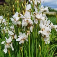 Iris sibirica ‘Alba’