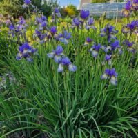 Iris sibirica ‘Banish Misfortune’