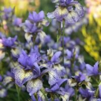 Iris sibirica ‘Banish Misfortune’