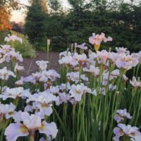 Iris sibirica ‘Dawn Waltz’