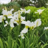 Iris sibirica ‘Dreaming Yellow’