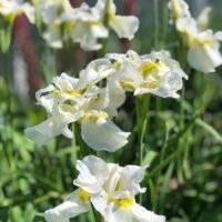 Iris sibirica ‘Dreaming Yellow’