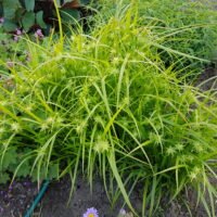 Carex grayi