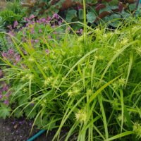 Carex grayi