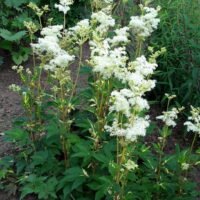 Filipendula ulmaria ‘Variegata’