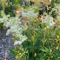 Filipendula ulmaria ‘Variegata’