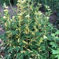 Filipendula ulmaria ‘Variegata’