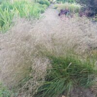 Deschampsia caespitosa ‘Schottland’