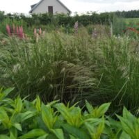 Deschampsia caespitosa ‘Schottland’