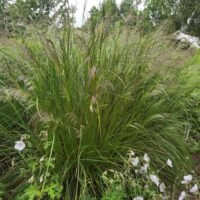 Deschampsia caespitosa ‘Schottland’