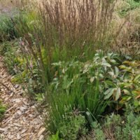 Molinia caerulea ‘Moorhexe’