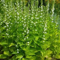 Lobelia siphilitica ‘Alba’