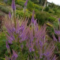 Veronicastrum ‘Fascination’