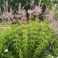 Veronicastrum ‘Fascination’