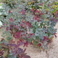Euphorbia dulcis ‘Chameleon’