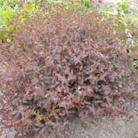 Euphorbia dulcis ‘Chameleon’
