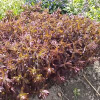 Euphorbia dulcis ‘Chameleon’