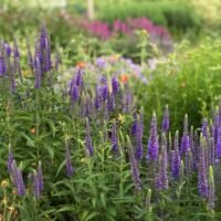 Veronica longifolia Nr. 1