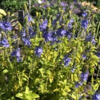 Veronica prostrata ‘Aztec Gold’