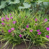 Tradescantia ‘Satin Doll’