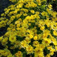 Doronicum orientale ‘Little Leo’