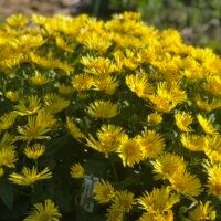 Doronicum orientale ‘Little Leo’