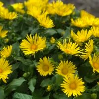 Doronicum orientale ‘Little Leo’