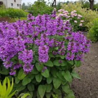 Stachys grandiflora