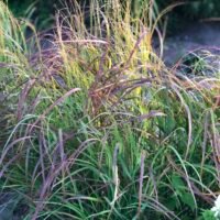 Panicum virgatum ‘Hanse Herms’