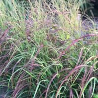 Panicum virgatum ‘Hanse Herms’
