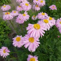 Pyrethrum ‘Robinson’s Giant’