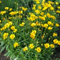 Coreopsis ‘Sterntaler’