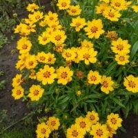 Coreopsis ‘Sterntaler’