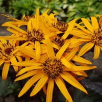 Ligularia ‘Britt Marie Crawford’