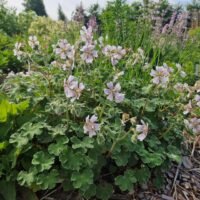 Geranium renardii