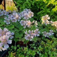 Geranium renardii