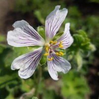 Geranium renardii