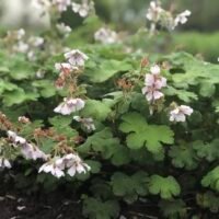 Geranium renardii