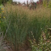 Panicum virgatum ‘Heavy Metal’