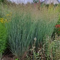 Panicum virgatum ‘Heavy Metal’