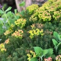 Euphorbia ‘Fens Ruby’