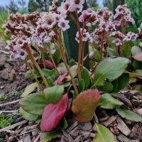Bergenia ‘Dragonfly Angel Kiss’