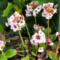 Bergenia ‘Dragonfly Angel Kiss’